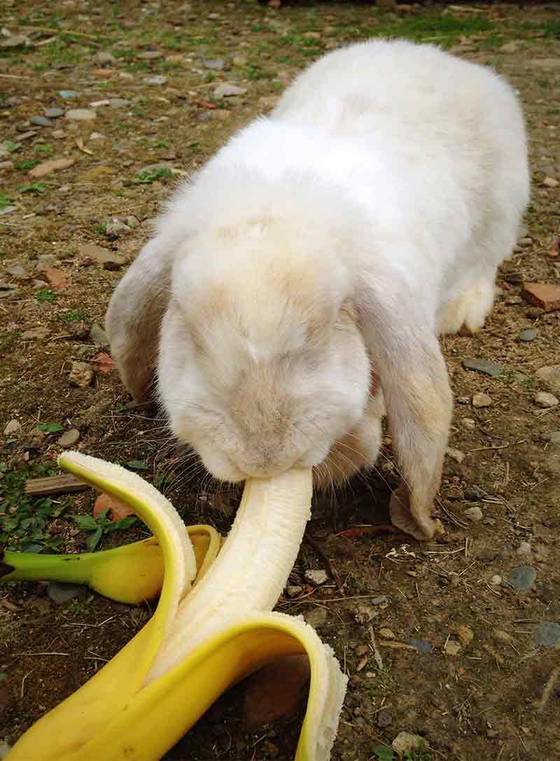 can rabbits eat bananas