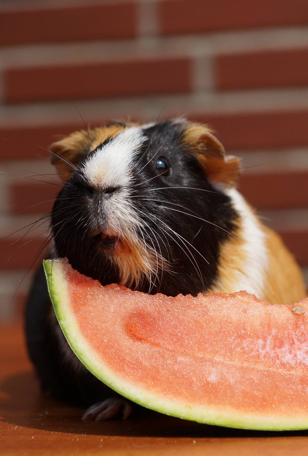 Can Guinea Pigs Eat Watermelon - A Guide to Piggies and Watermelon