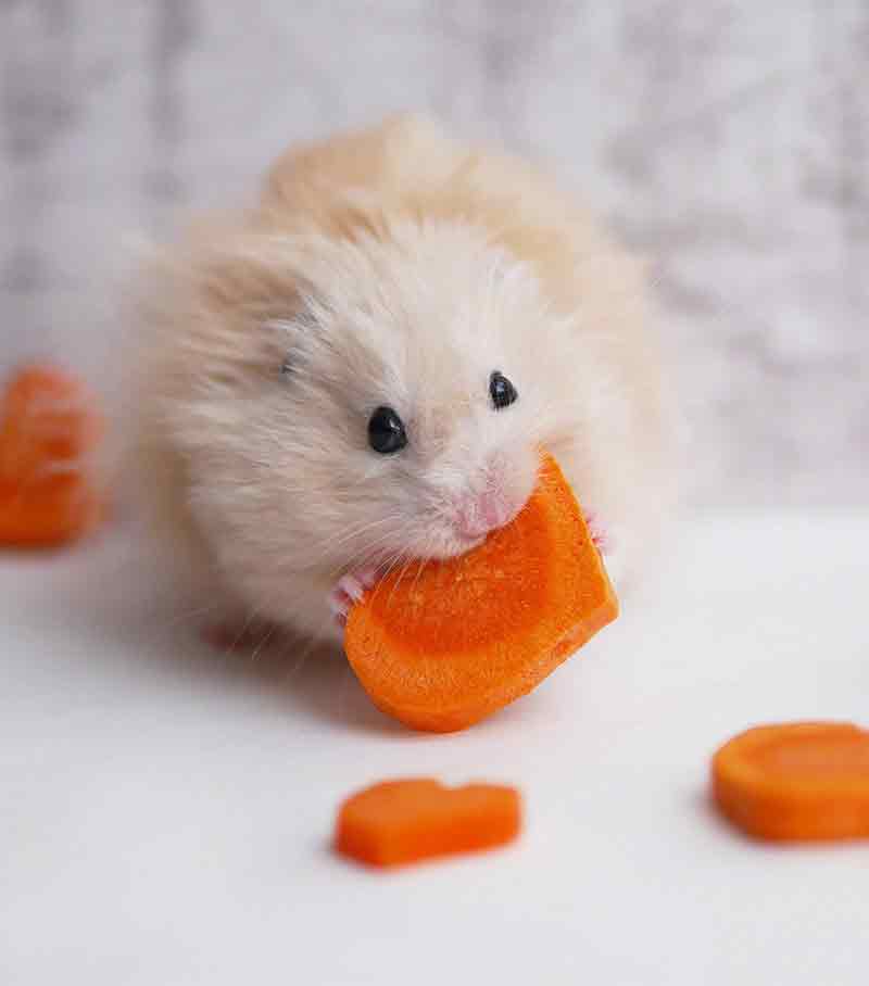 Can Hamsters Eat Carrots?