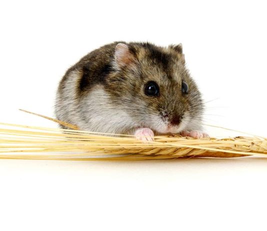 food for dwarf hamsters
