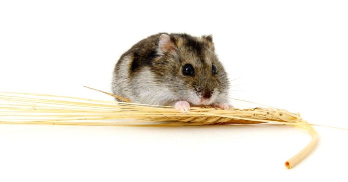 food for dwarf hamsters