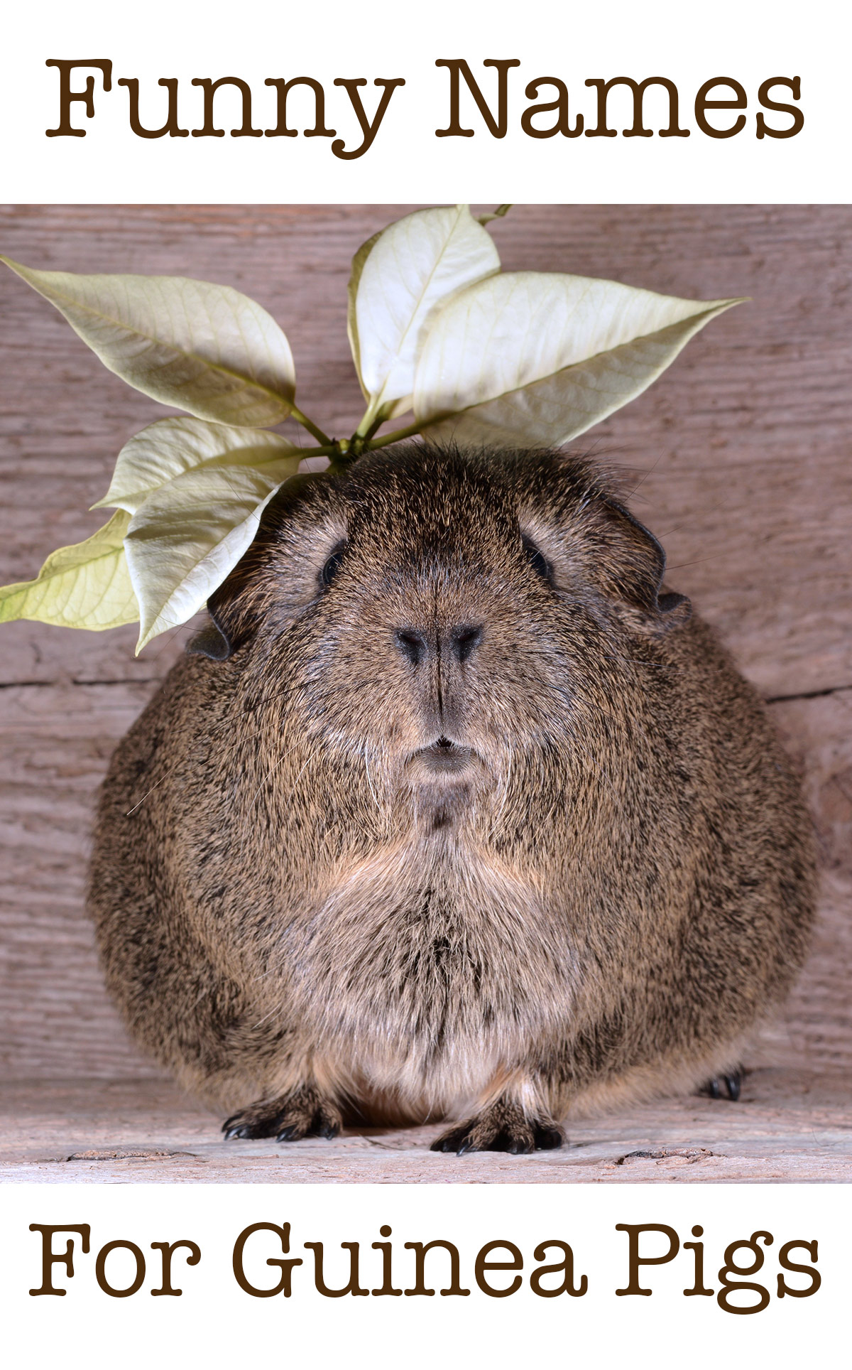 Funny Guinea Pig Names Male