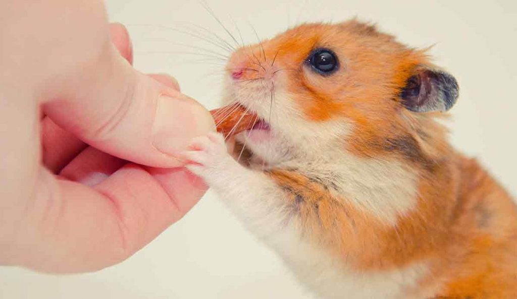 Girl Hamster Names - Over 100 Cute Names For Your Female Hamster