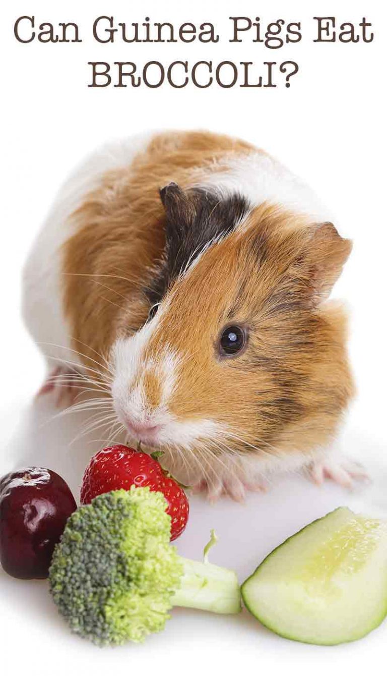 Can Guinea Pigs Eat Broccoli? The Pros And Cons Of This Leafy Green