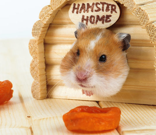 hamster stuff
