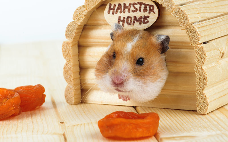 stuff for hamsters