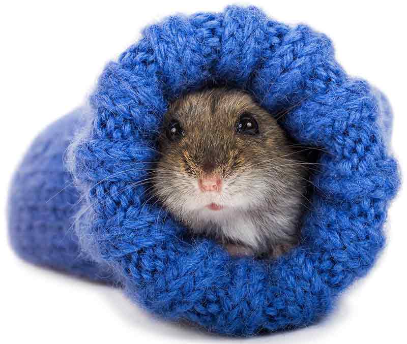 1000+ Cute & Funny Hamster Names for Males & Females, Dwarfs & Syrians, Animallama in 2023