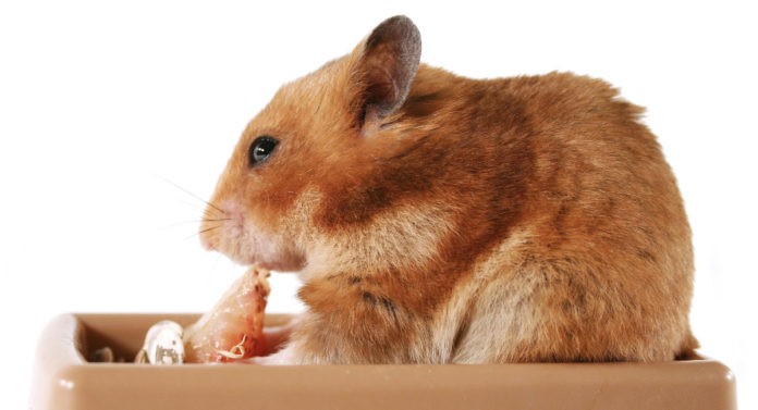 best hamster treats