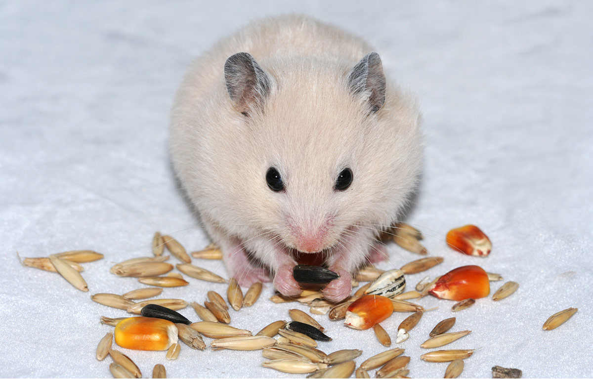 easy hamster treats