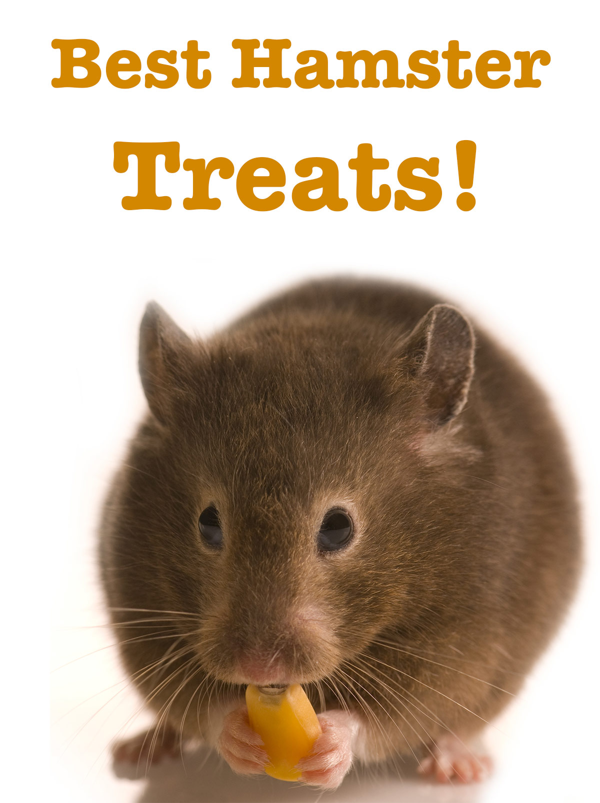 Best Hamster Treats - Reviews And Top Tips For Making Your Own