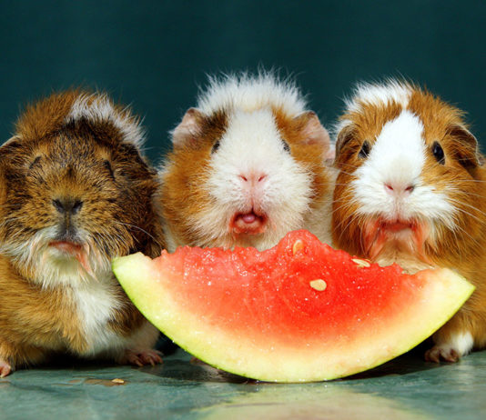 can guinea pigs eat watermelon