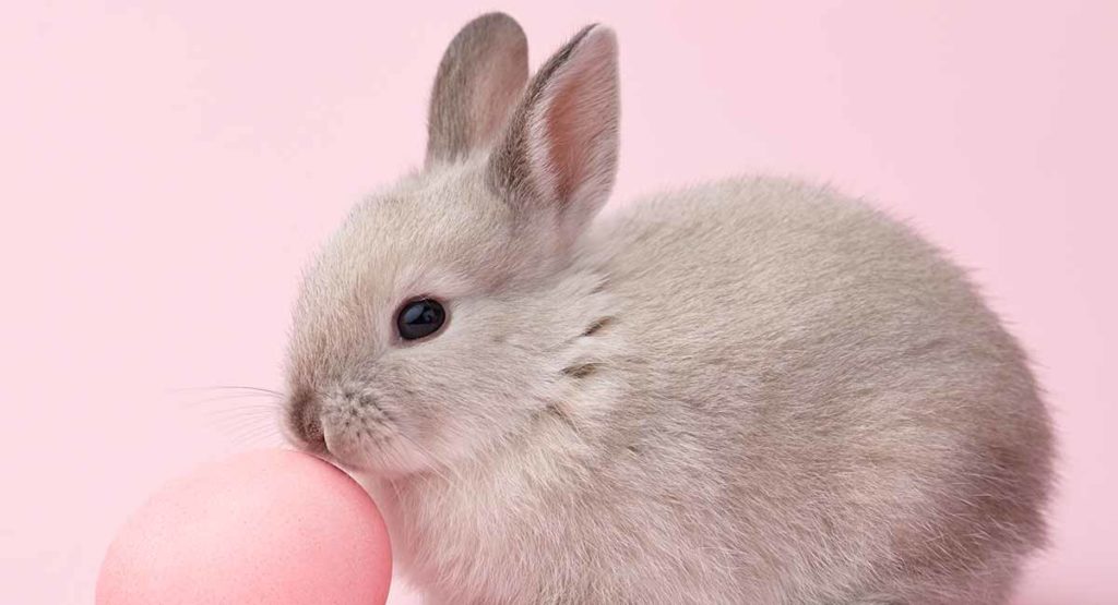 Bunny Names All The Best Rabbit Names In One Place