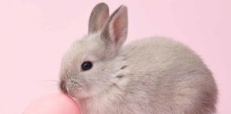 Bunny Names - All The Best Rabbit Names In One Place