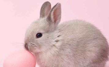 Bunny Names - All The Best Rabbit Names In One Place