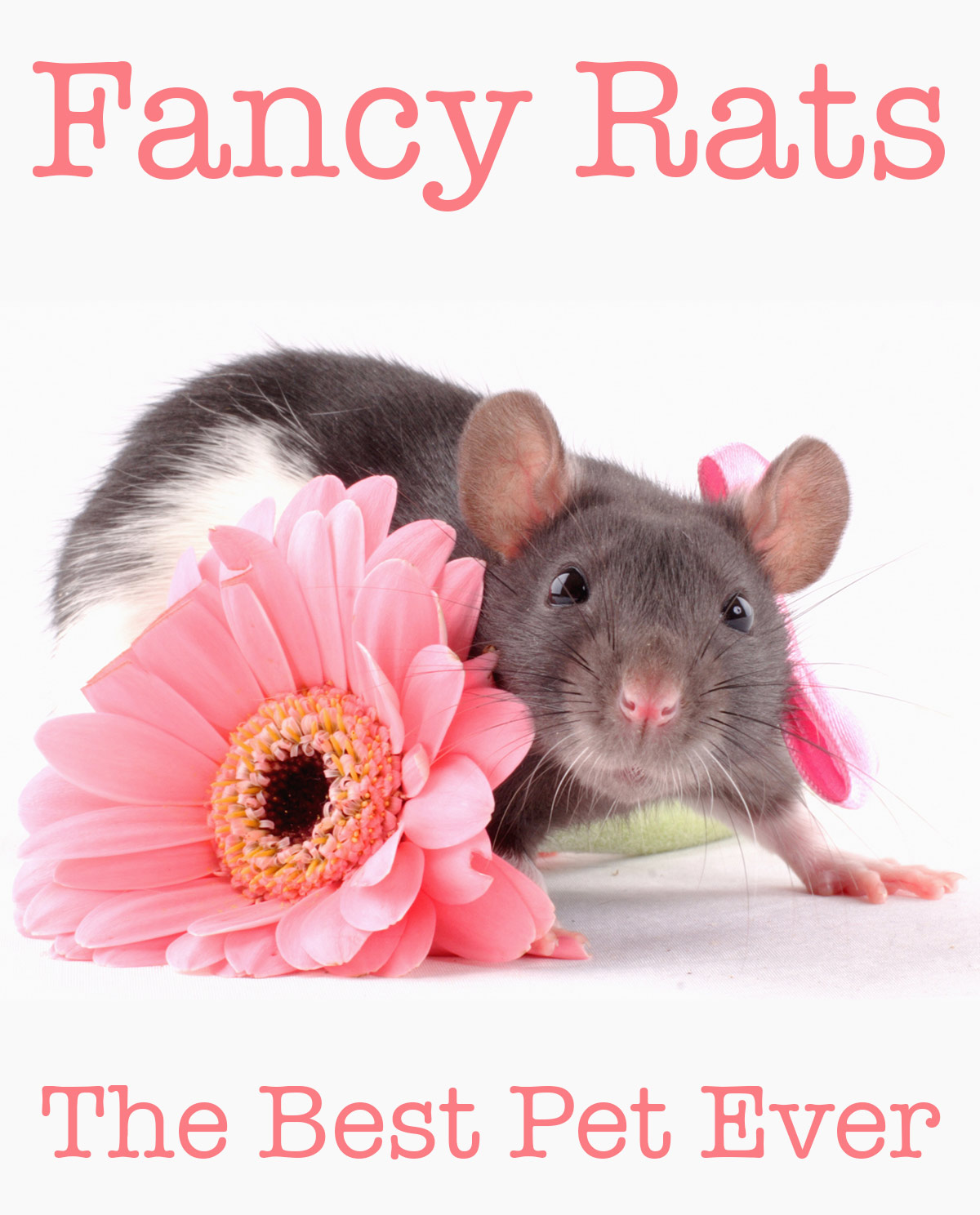 Fancy Rats Finding And Caring For This Wonderful Critter