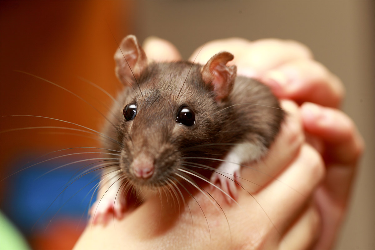 Fancy Rats - Finding And Caring For This Wonderful Critter