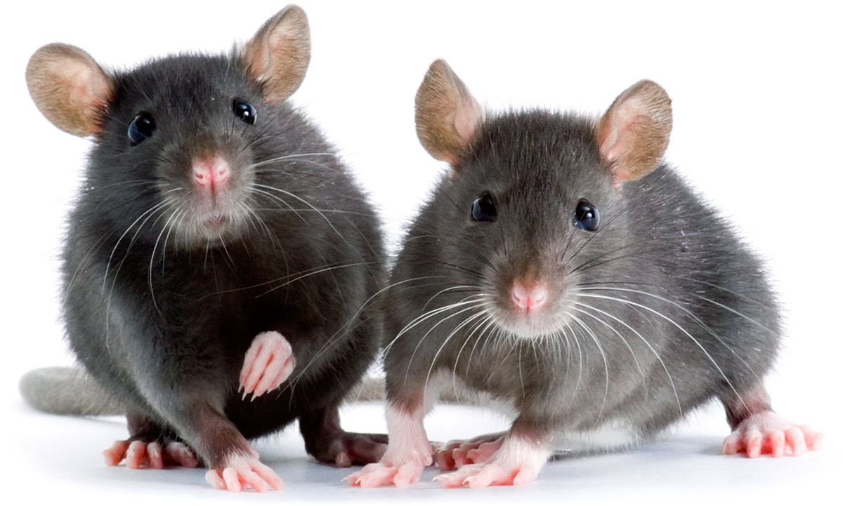 Rat Lifespan - How Long Do Pet Rats Live & How To Help Them Live Longer!