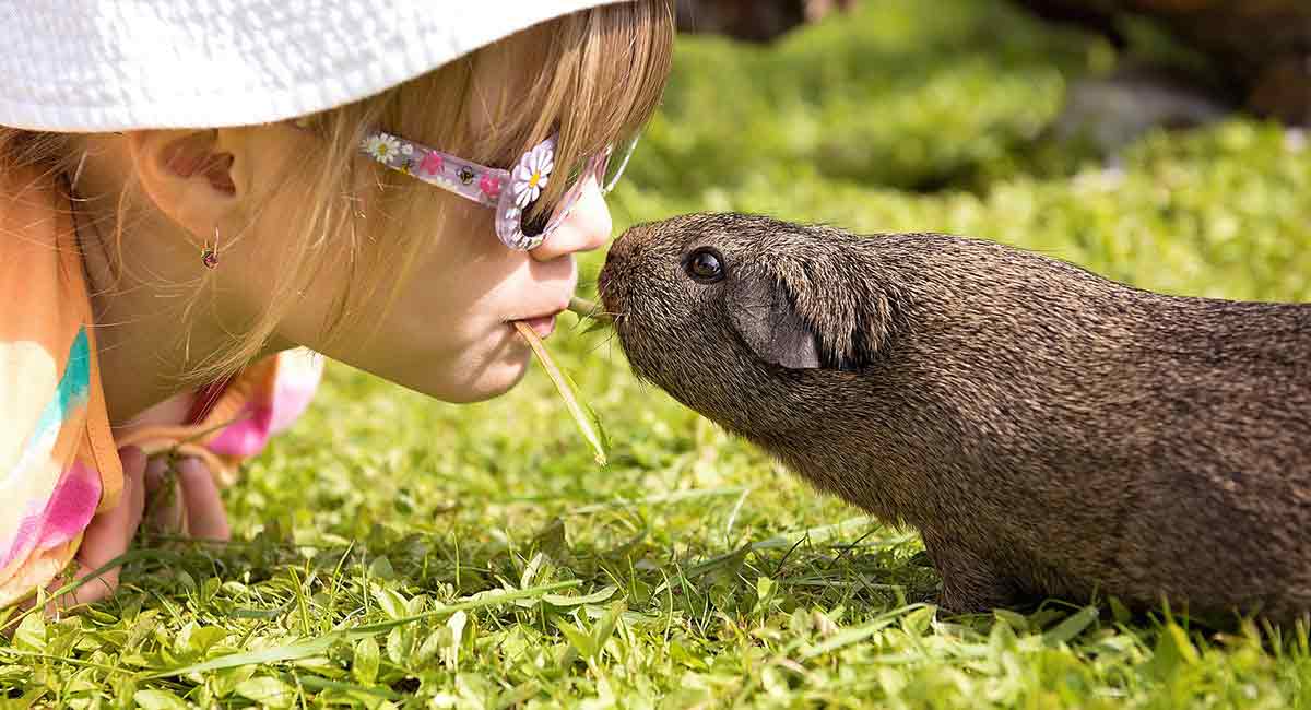 funny-guinea-pig-names-ideas-for-1-2-and-3-piggy-families