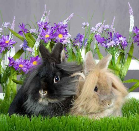 Bunny Names - All The Best Rabbit Names In One Place