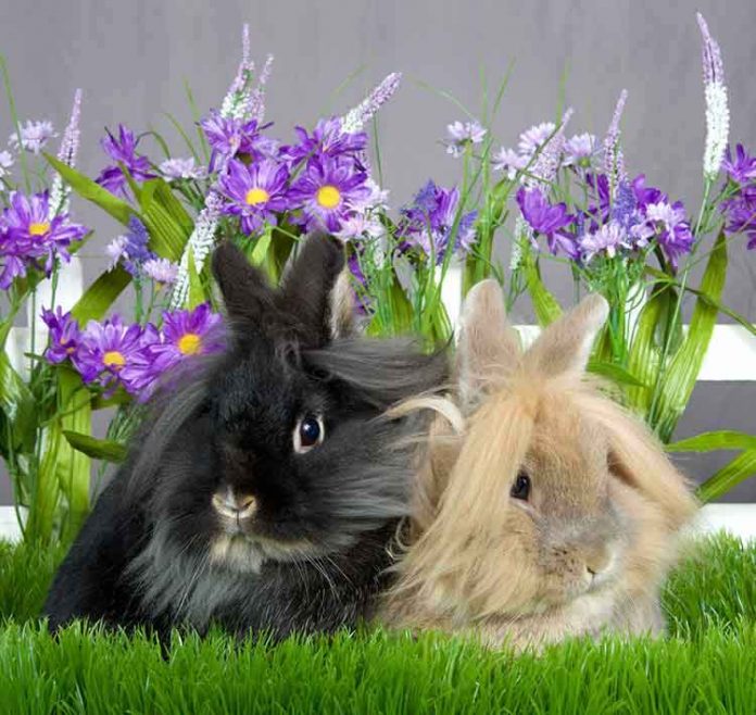 Bunny Names All The Best Rabbit Names In One Place