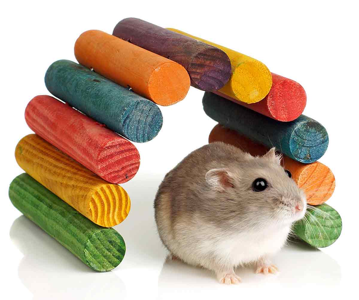 dwarf hamster chew toys