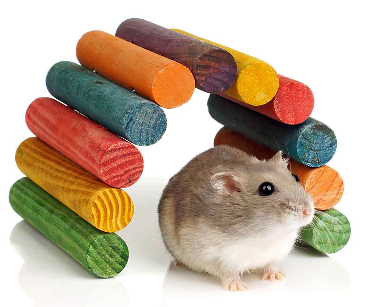 dwarf hamster toys