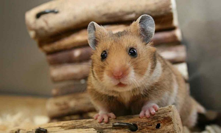 toy hamsters that move