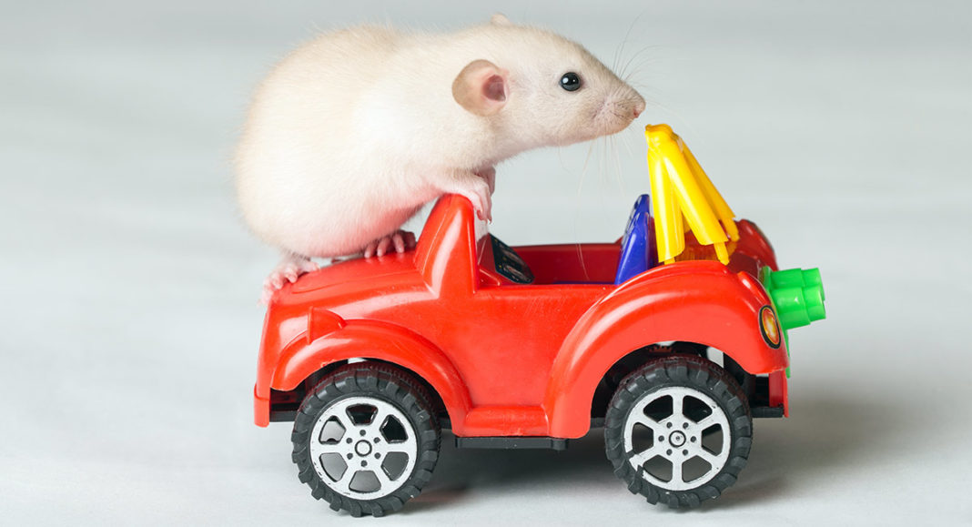 Rat Toys - The Best Toys For Energetic Fancy Rats