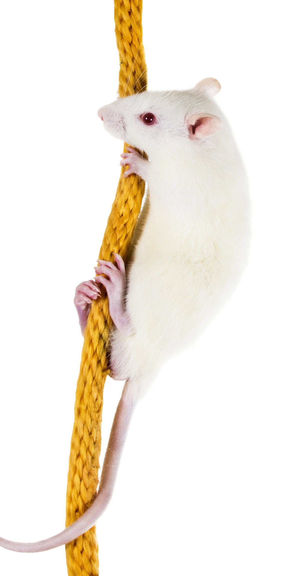 Rat Toys - The Best Toys For Energetic Fancy Rats