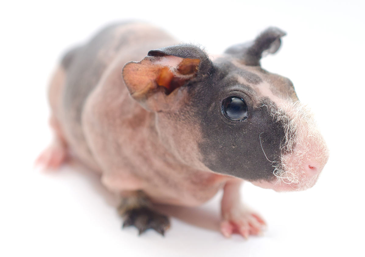 hairless guinea pig