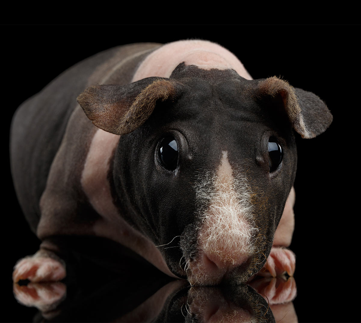 hairless guinea pig