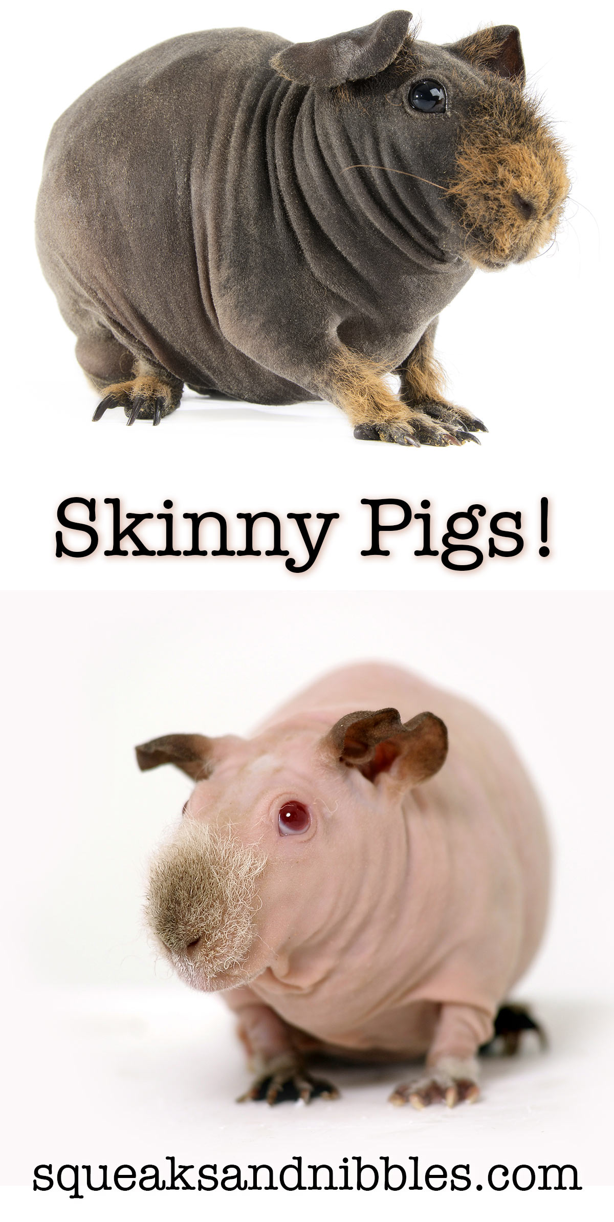Skinny pig - hairless guinea pig