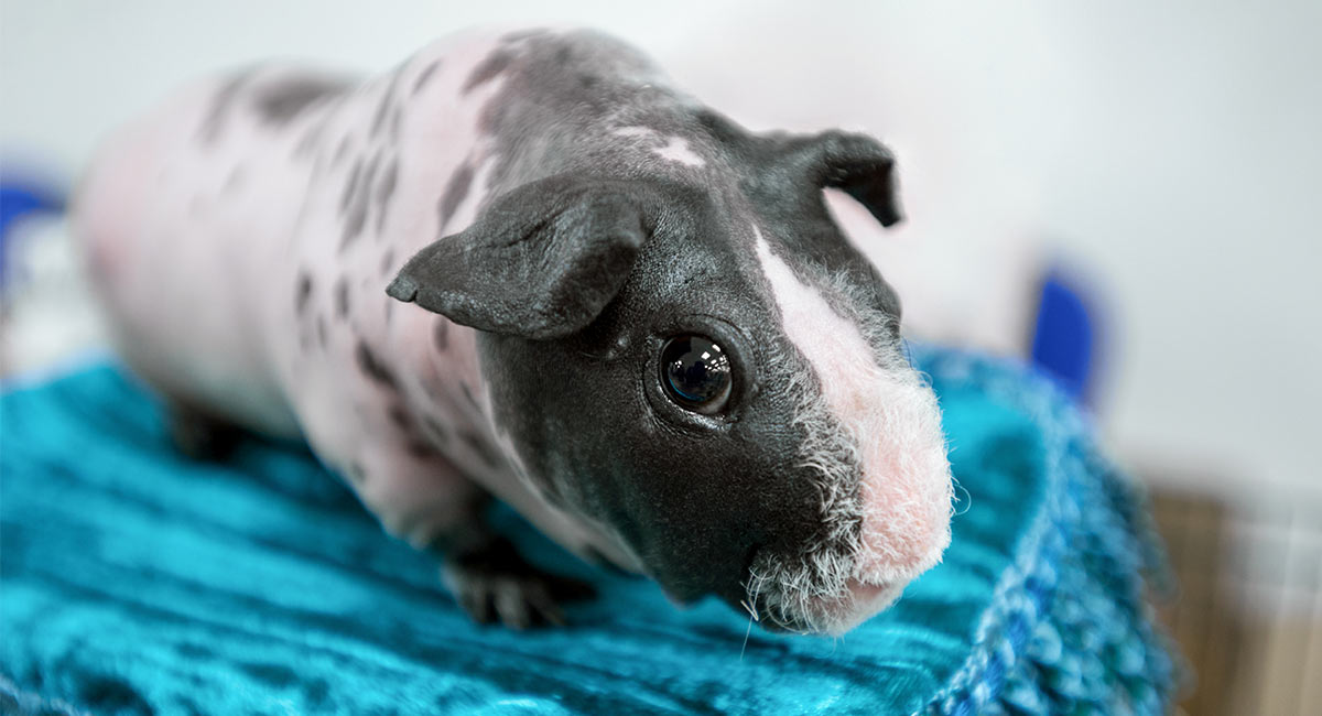 Skinny pig - hairless guinea pig