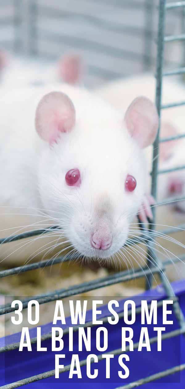 white rats with red eyes babies