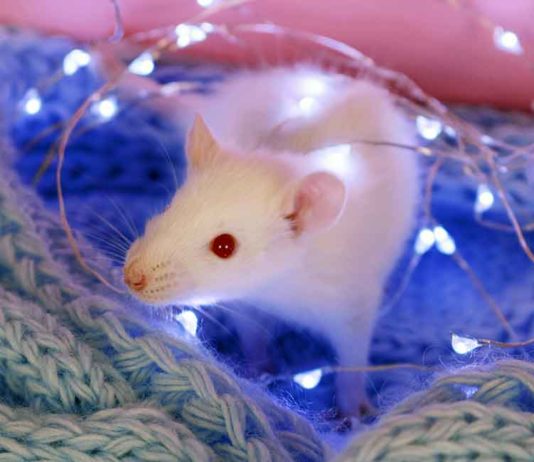 awesome facts about albino rats