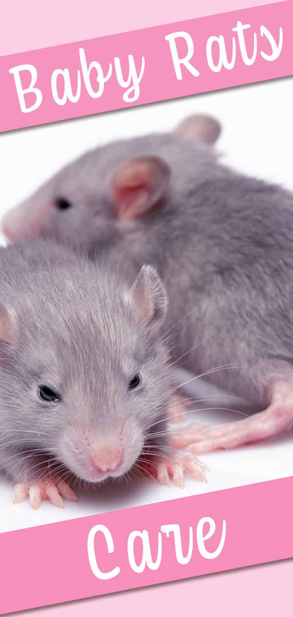 bébés rats