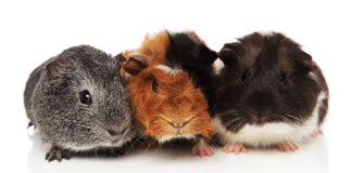 guinea pig breeds