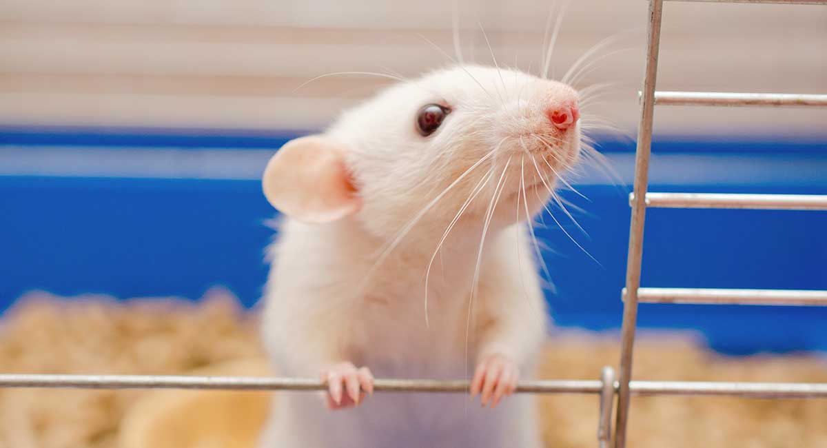 How old can pet rats live