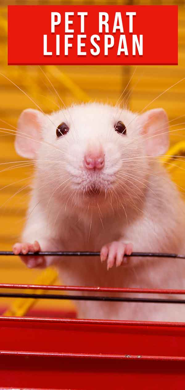 Pet Rat Lifespan A Guide To Rat Life Expectancy And How To Improve It