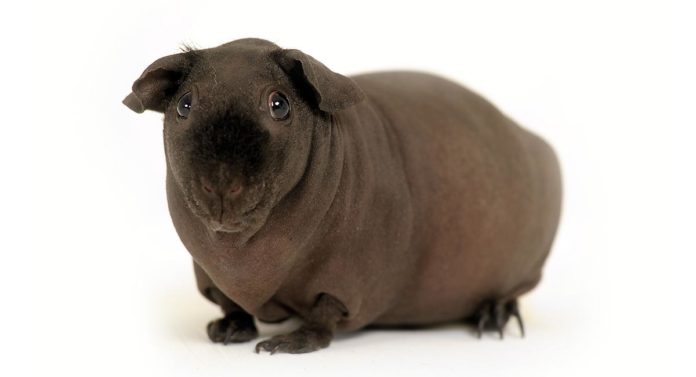 Skinny pig breed