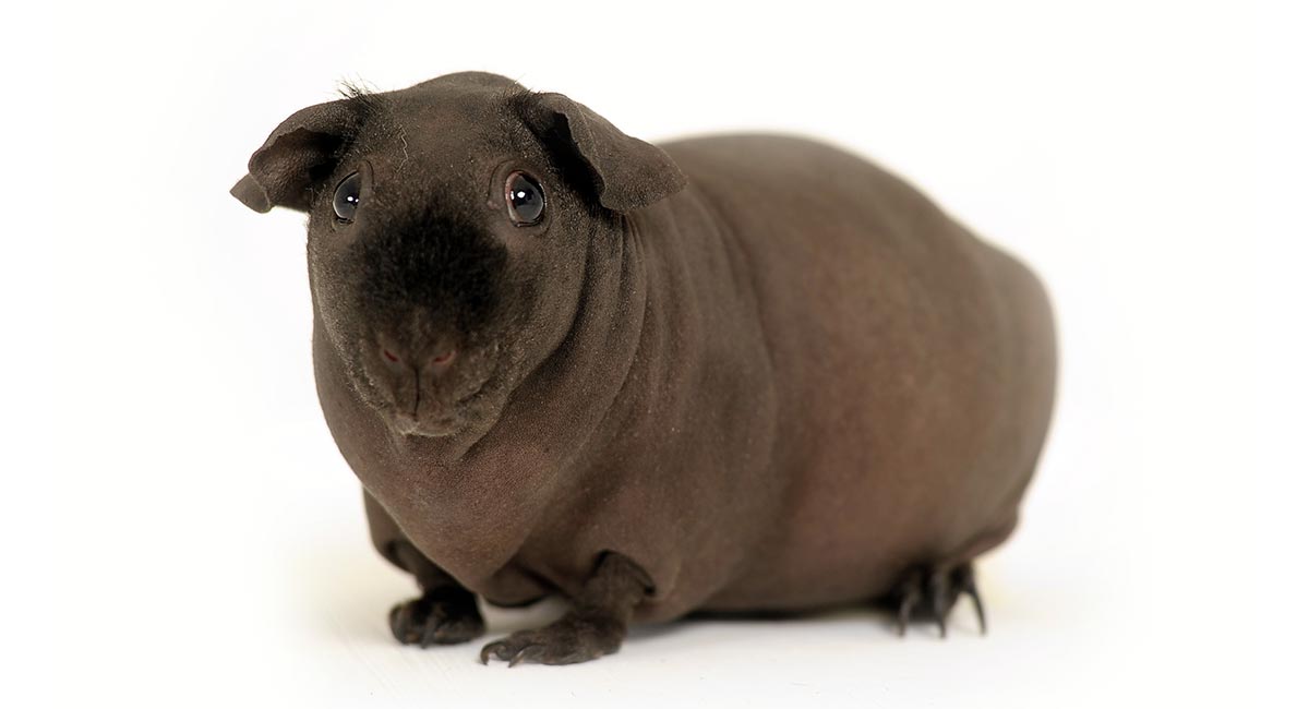 Skinny Pig Breed Information A Guide To The Hairless Guinea Pig