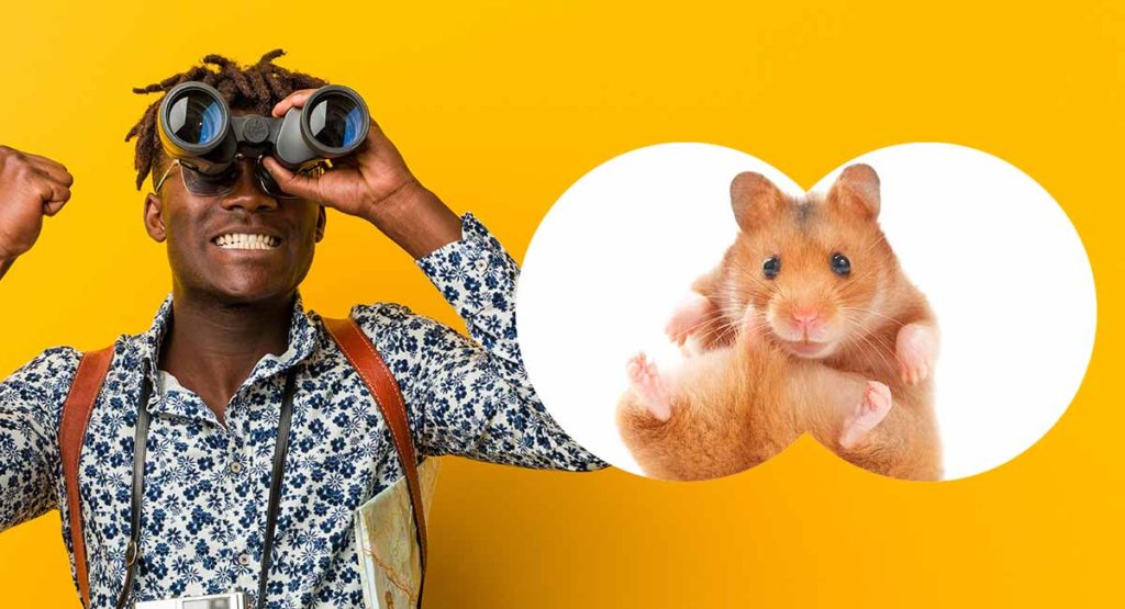 Where To Buy A Hamster The Best Places To Get A Hamster
