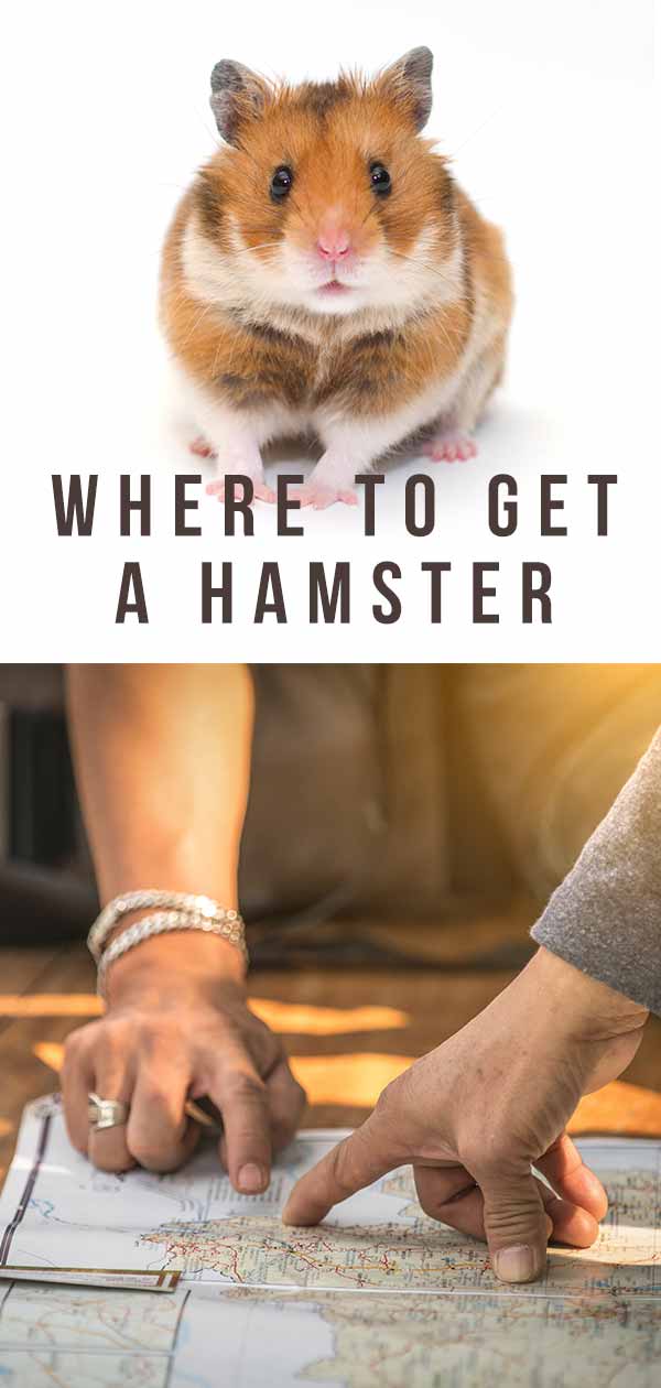 places to get hamsters near me