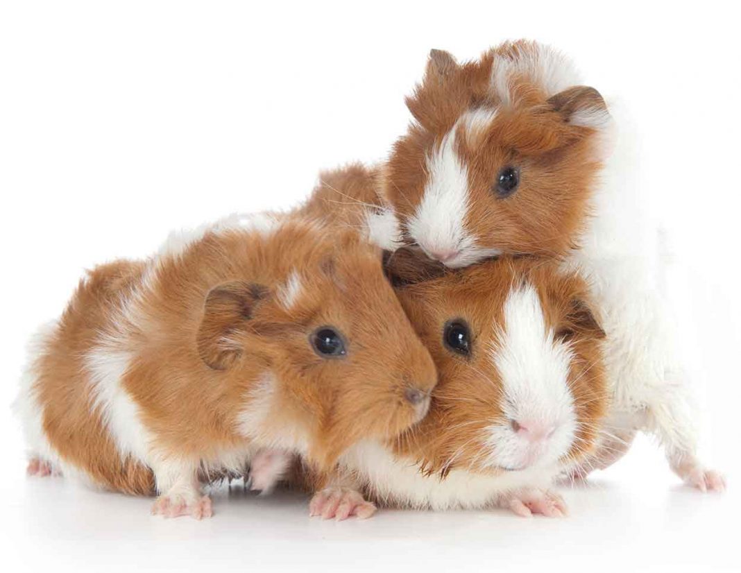 Different Types Guinea Pig Breeds