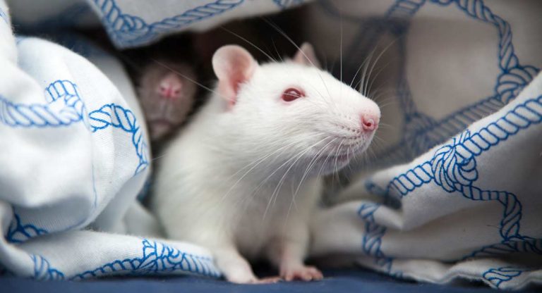 Albino Rat Facts: 32 Awesome Facts About White Rats with Pink Eyes