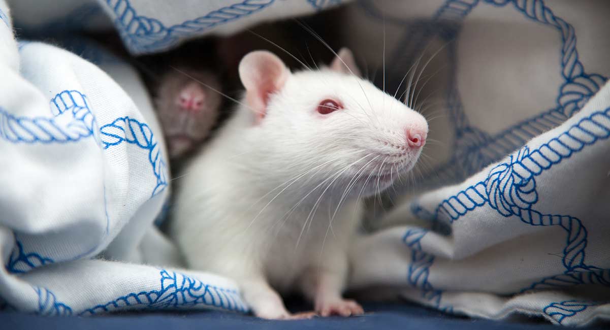 White Rats With Red Eyes Babies