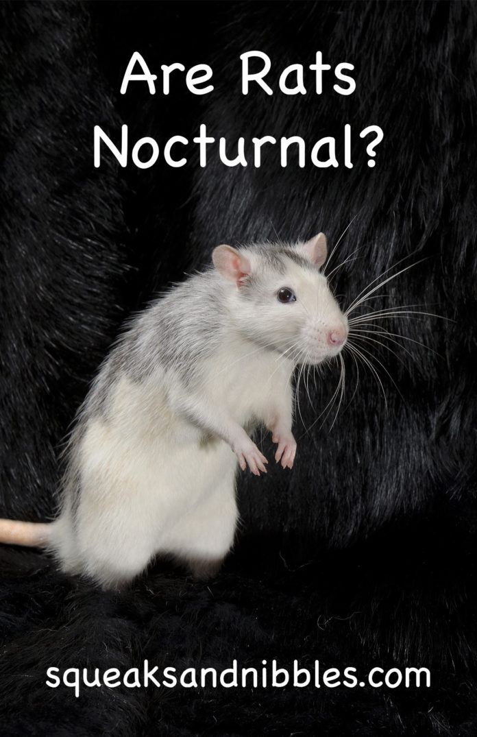 Are rats nocturnal?