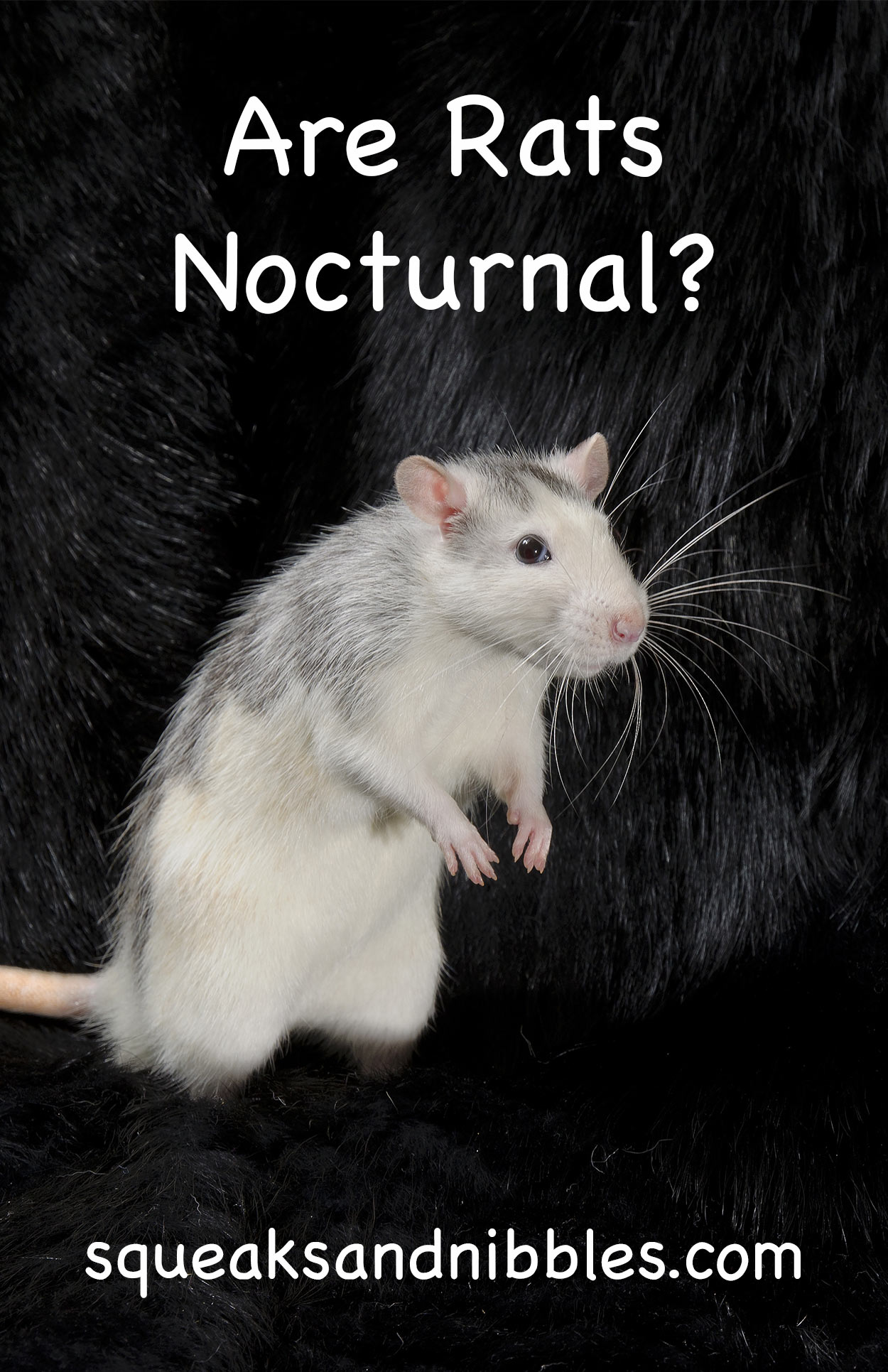 are rats nocturnal