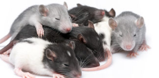 baby rats