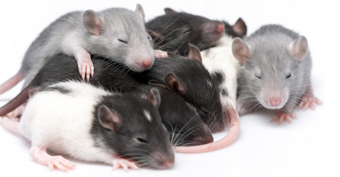 bébés rats